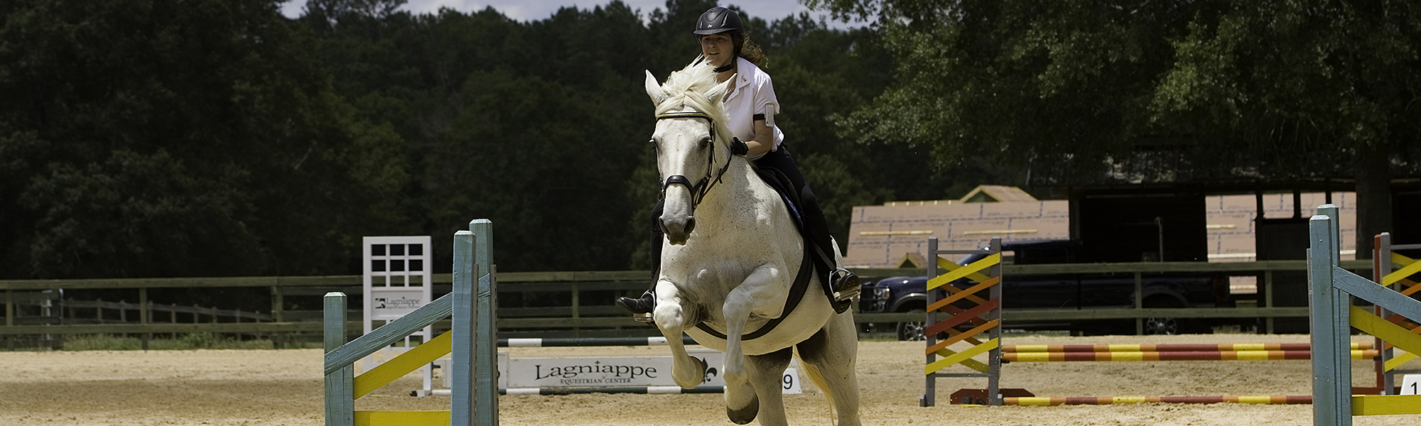 Home:Dressage Horse