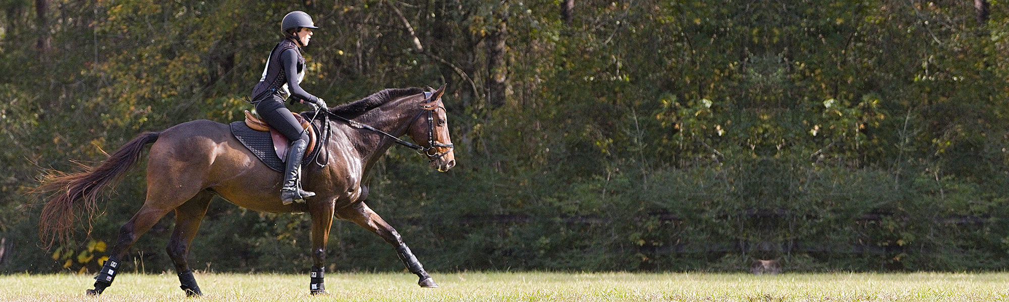 Home:DressageCT