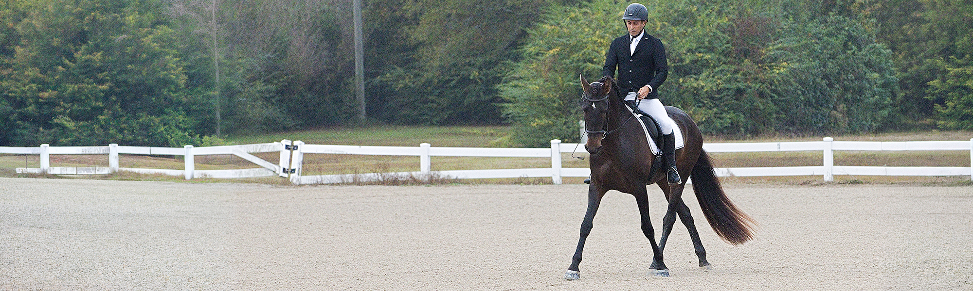 Home:Dressage Horse